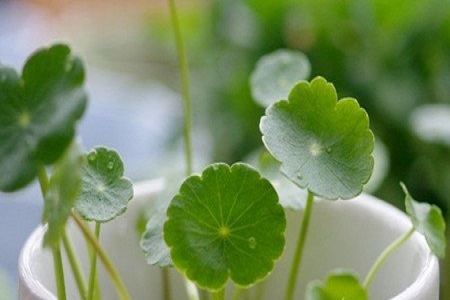 铜钱草的水培法