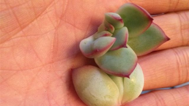 花月夜砍头扦插技巧(花月夜的花需要修剪吗)