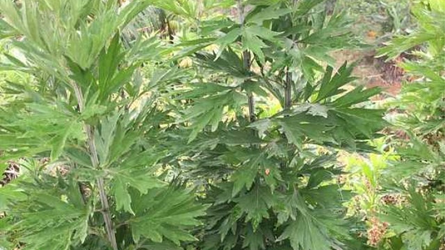 艾草的功效与作用(艾草的功效与作用禁忌)