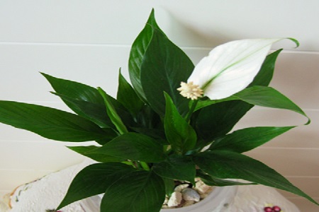 白掌怎么养才能开花多