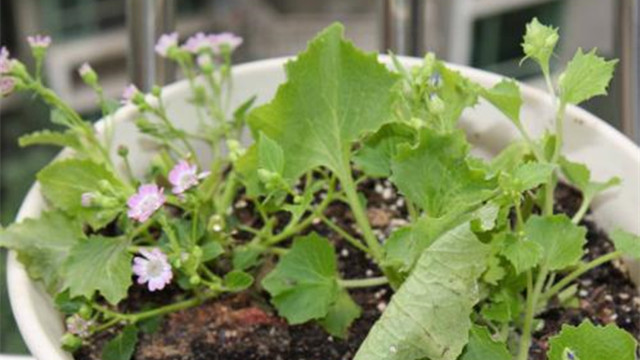 瓜叶菊叶子焉了是怎么回事(瓜叶菊蔫了的急救方法)