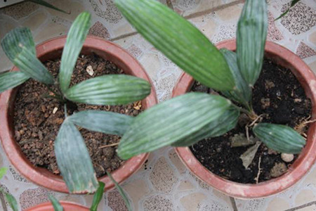 棕榈树怎么种植好看