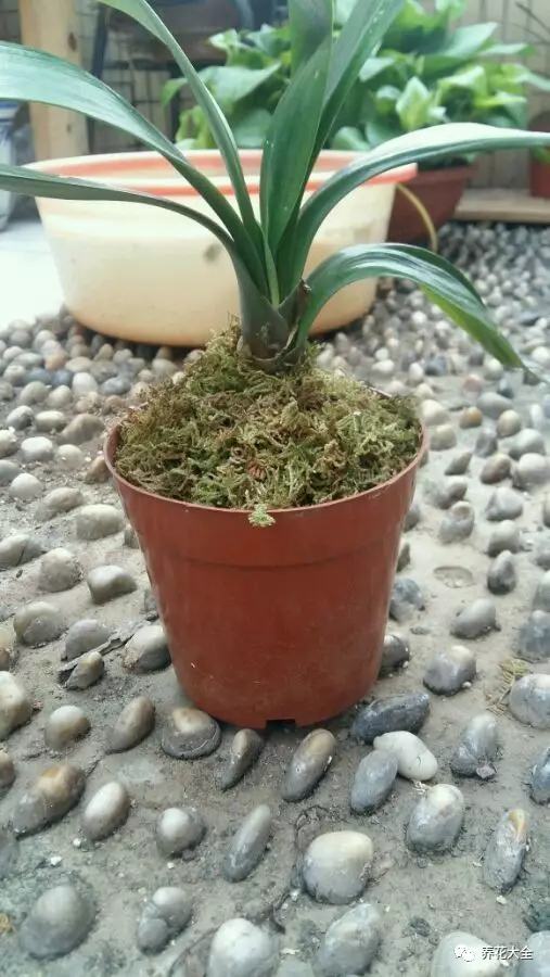 不用种土里的花