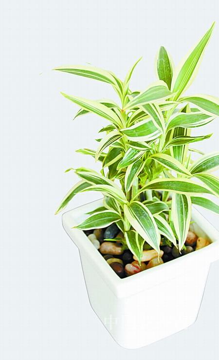 富贵竹养几支最吉利