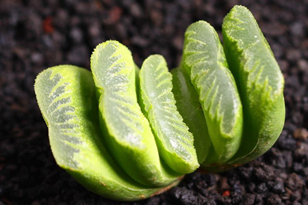 玉扇怎么养才能饱满通透