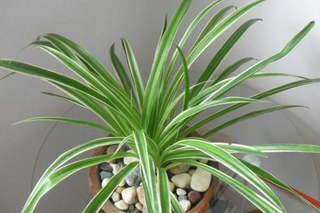 吊兰繁殖步骤图解