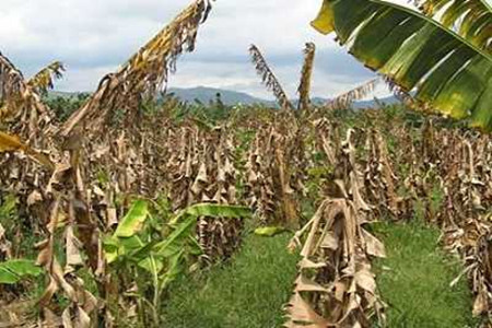 合欢花怎么用药