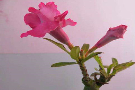 沙漠玫瑰冬天如何养护浇水