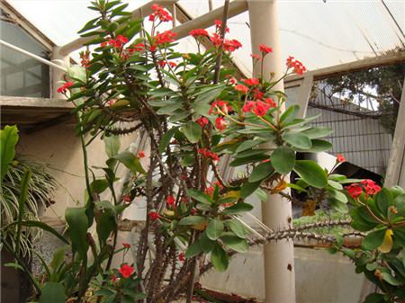 怎么让虎刺梅开花多