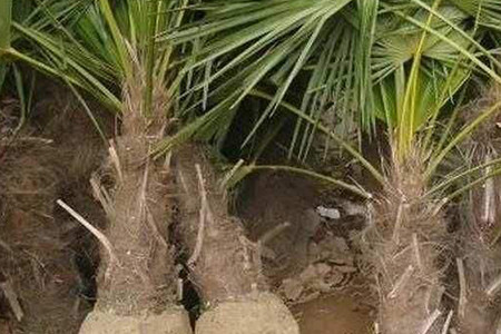 棕榈树怎么种植好看