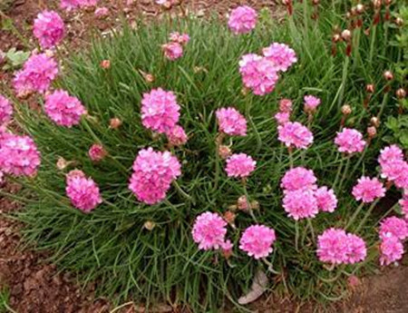 海石竹花图片植物