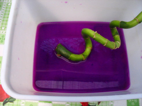 如何修剪富贵竹的黄叶