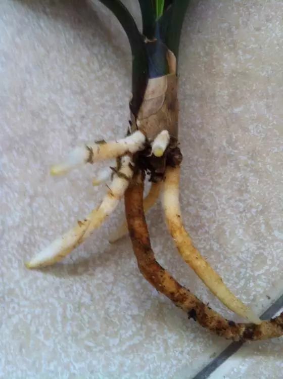 不用种土里的花