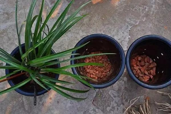 不用种土里的花