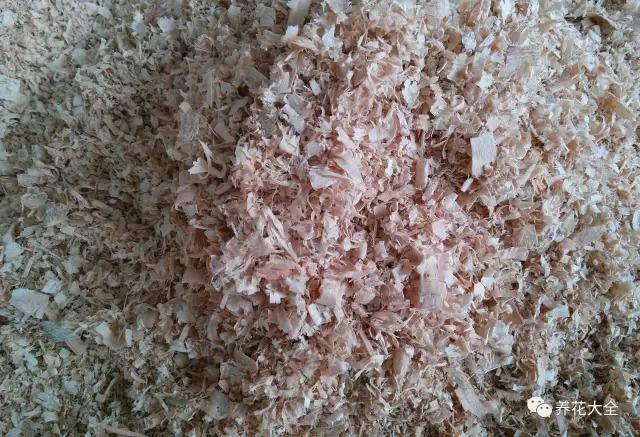 不用种土里的花