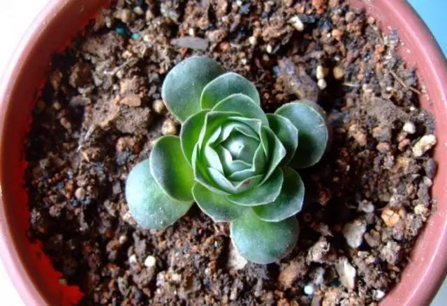 不用种土里的花