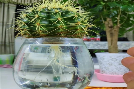 水培的水能养鱼吗