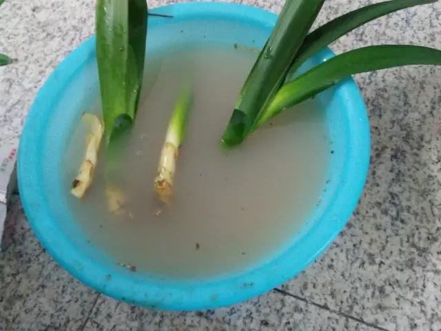 不用种土里的花