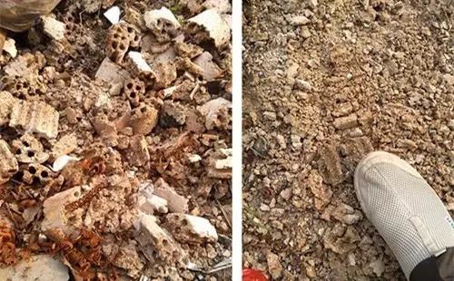 不用种土里的花