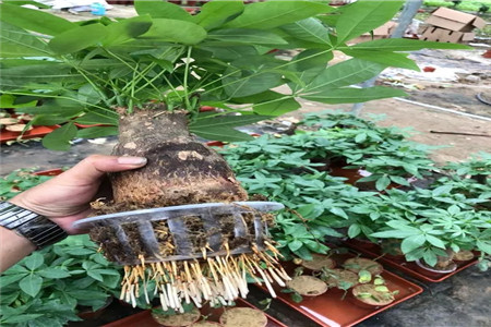 水培的水能养鱼吗