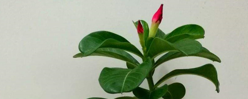 沙漠玫瑰冬天如何养护(沙漠玫瑰冬天如何养护浇水)