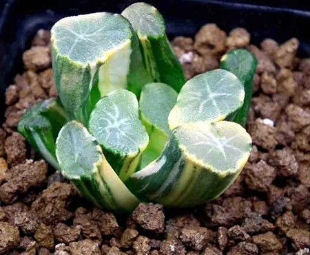 多肉万象怎么养