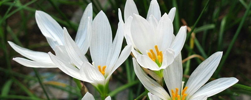 韭菜莲冬季这样养轻轻松松过冬天！(韭菜莲冬天要剪掉叶子吗)