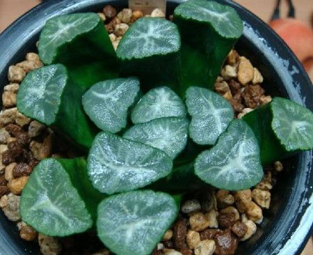 多肉万象怎么养