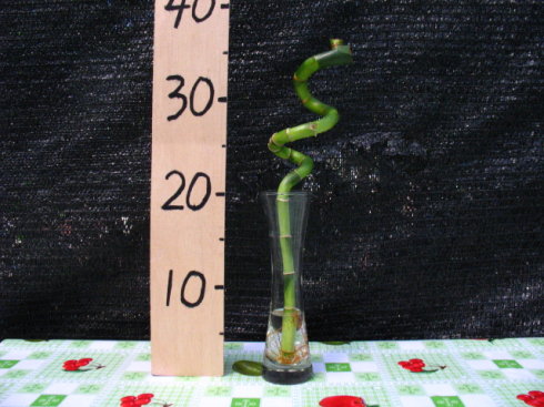 如何修剪富贵竹的黄叶