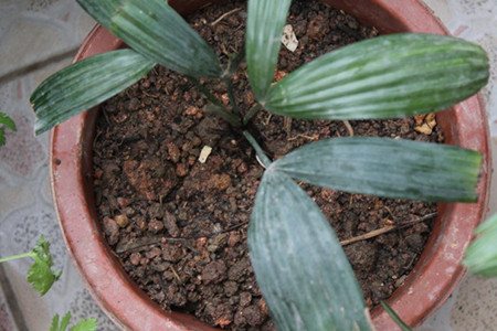 棕榈树怎么种植好看