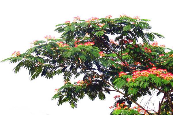 合欢花的病害及防治方法(合欢花怎么用药)