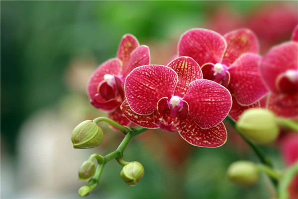 养蝴蝶兰时容易犯的五个错误(养蝴蝶兰的最佳容器)