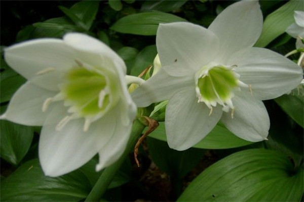 南美水仙的养殖方法(南美水仙的药用功效与作用)