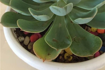 石莲花进行叶插繁殖的技术要点