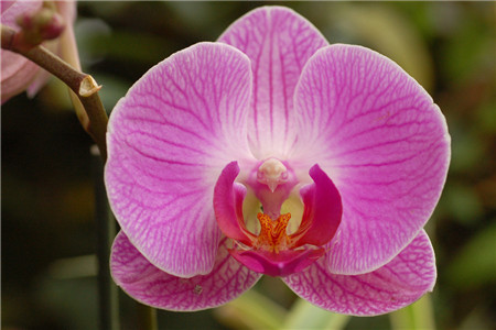 养蝴蝶兰的最佳容器