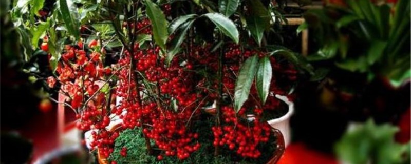 金玉满堂花好养吗该怎么养(金玉满堂花好养吗该怎么养活)