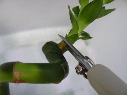 如何修剪富贵竹的黄叶