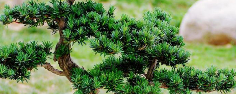 罗汉松叶子干枯脆掉怎么办(罗汉松叶子干枯脆掉怎么办呢)