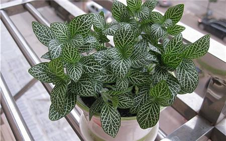 网纹草如何养爆盆扦插