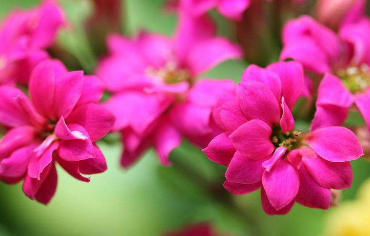 怎样使长寿花多开花