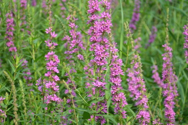 千屈菜和薰衣草怎么区分(千屈菜是挺水植物吗)