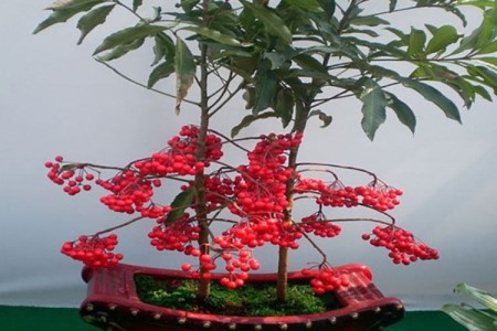 金玉满堂花好养吗该怎么养活