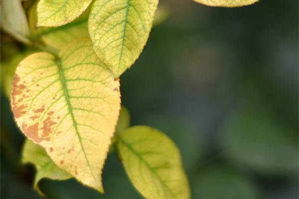 花卉容易发黄的11种原因黄叶枯萎的原因及补救办法(花卉变黄叶是什么问题)