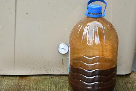 观音竹养殖技巧