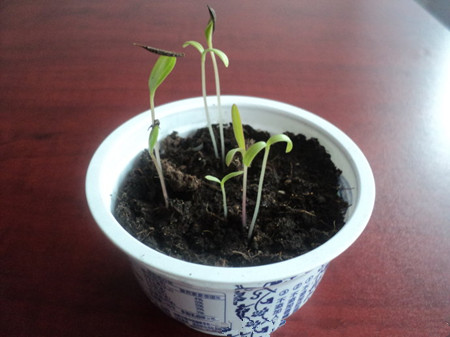 矢车菊播种温度