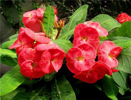 怎么让虎刺梅开花多