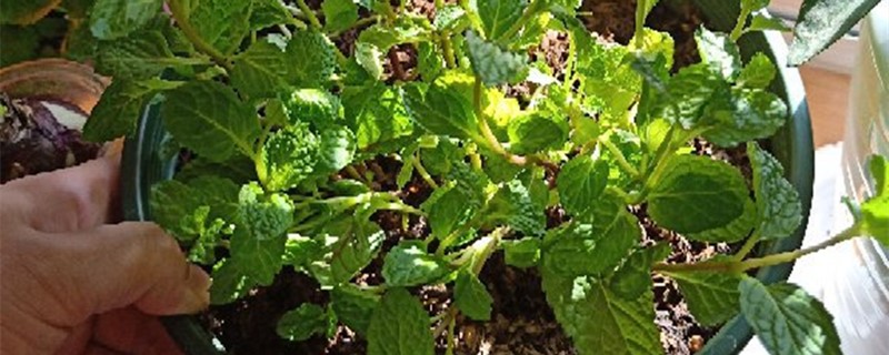 薄荷繁殖方法剪下来的薄荷怎么利用(薄荷怎么繁殖?)