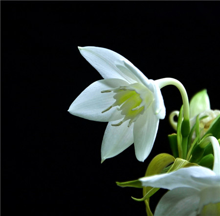 南美水仙的药用功效与作用