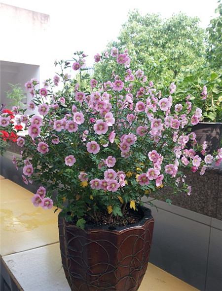 小木槿四季常绿吗?