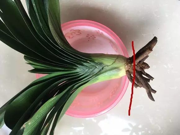 不用种土里的花